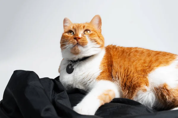 Студийный Портрет Очаровательной Красно Белой Кошки Лежащей Черном Фотоотражателе — стоковое фото