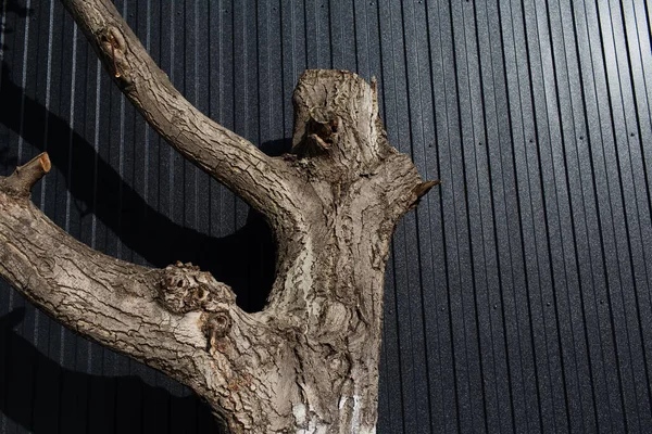Close-up of older dry walnut tree on background of black metal facade of modern barn house.