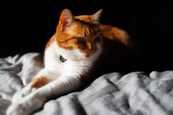 那只可爱的红白相间的猫躺在床上 背景是黑色的 来自太阳的光芒 — 图库照片