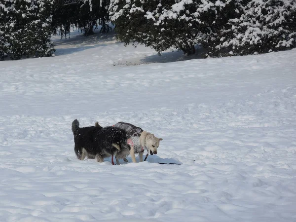 Due Cani Divertono Giocare Nello Snowpark — Foto Stock