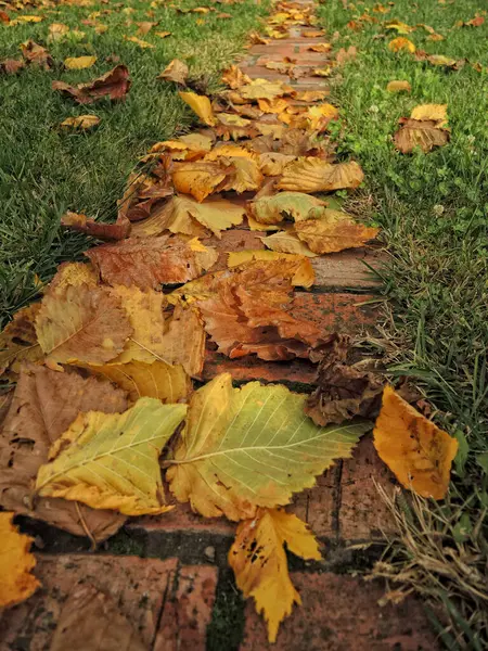 Caminho Coberto Com Folhas Outono Entre Grama — Fotografia de Stock