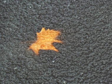 Donmuş yaprak buz gibi kış mevsiminde