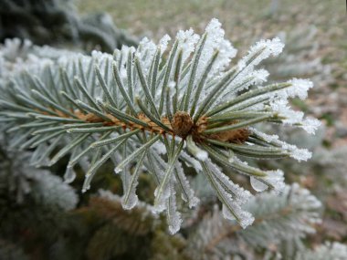 Ağaç donuyla kaplı kozalaklı dalları kapatın. Kış arkaplanı
