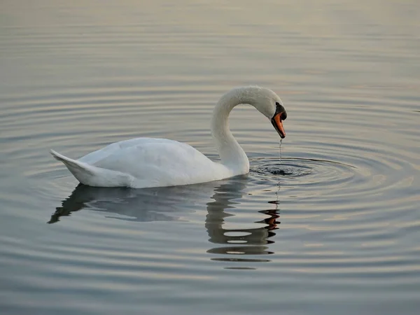 Красивый Белый Лебедь Воде Отражением Поверхности Вода Капает Клюва — стоковое фото