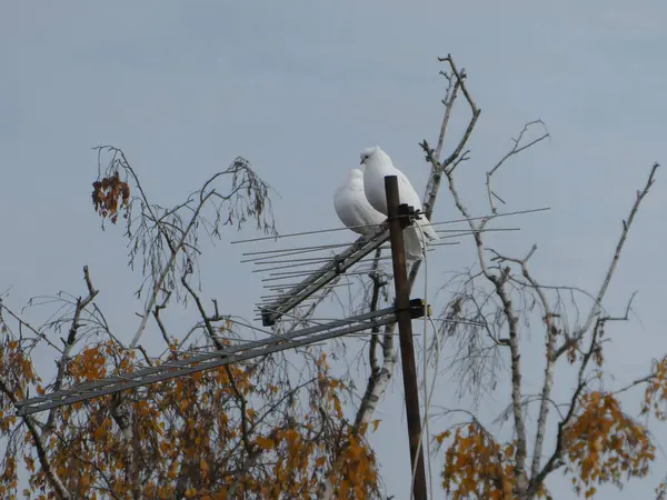 Duas Pombas Brancas Estão Uma Antena Entre Ramos Das Árvores — Fotografia de Stock