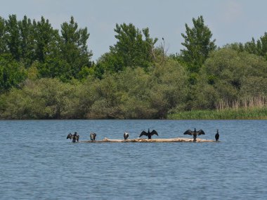 Kara karabataklar sudaki bir ağaçta duruyor ve uzanan kanatlarını kurutuyorlar, Tuna Nehri deltası.