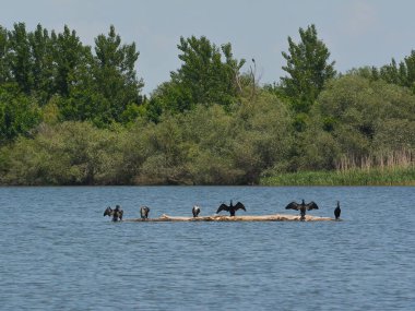 Black cormorants stand on a tree in the water and dry their outstretched wings, the Danube river delta clipart