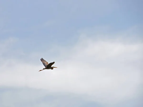 Heron Κατά Την Πτήση Συννεφιασμένο Φόντο Του Ουρανού — Φωτογραφία Αρχείου