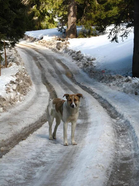 Dog Stands Snowy Trail Traces Car Winter — стоковое фото