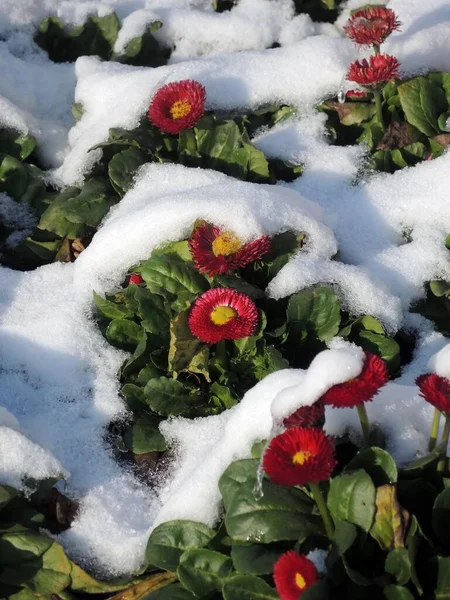 Karla Kaplı Kırmızı Çiçekler — Stok fotoğraf