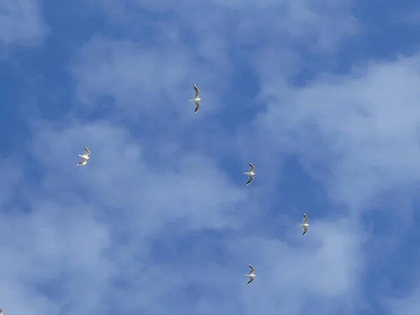 Flok Måger Der Flyver Formation Himlen Baggrunden - Stock-foto