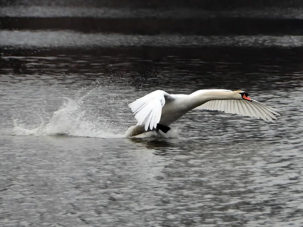 Swan Stijgt Van Het Vliegende Water — Stockfoto