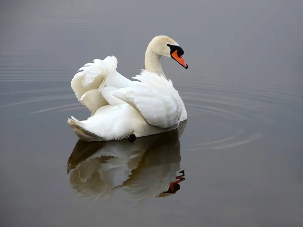 Красивый Белый Лебедь Воде Отражением Поверхности — стоковое фото