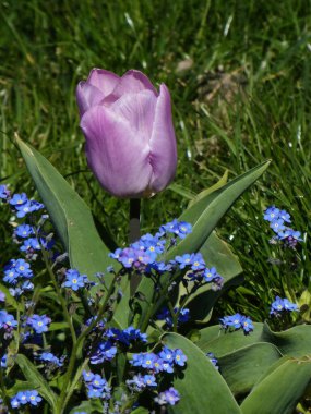 Mor lale küçük mavi çiçeklerin arasında
