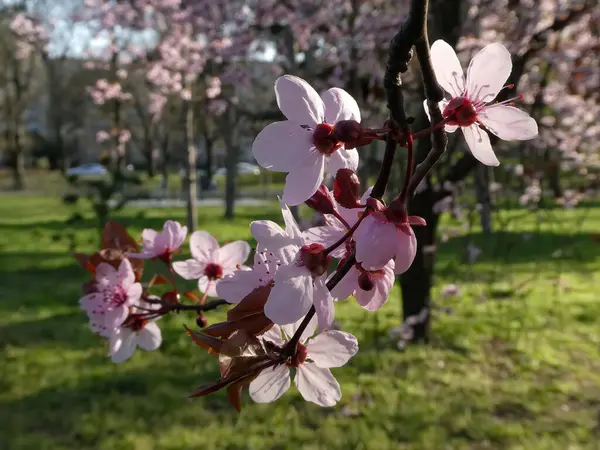 盛开的树 美丽的春花 — 图库照片