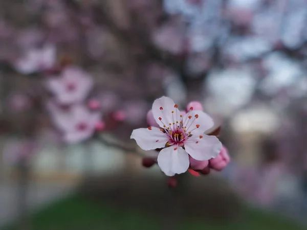 Bela Árvore Flores Primavera Fundo Embaçado Colorido — Fotografia de Stock