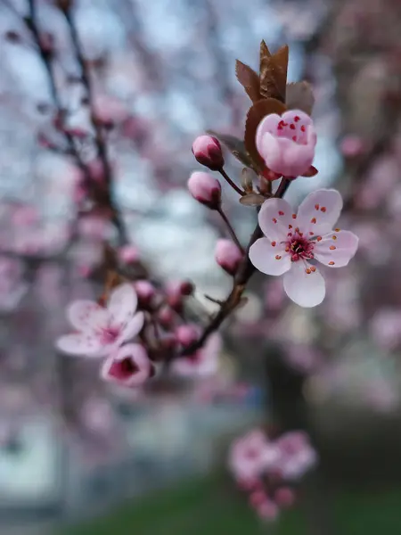 色彩斑斓的背景下美丽的春花树 — 图库照片
