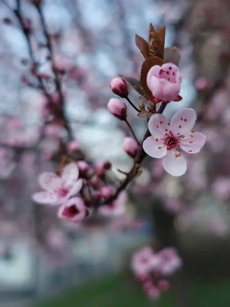 Beau Arbre Fleurs Printemps Dans Fond Flou Coloré — Photo