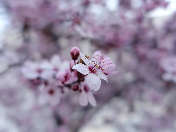 色彩斑斓的背景下美丽的春花树 — 图库照片