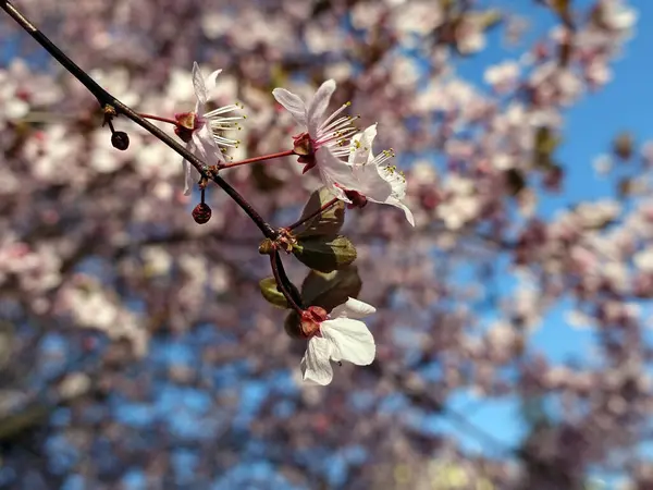 Bela Árvore Flores Primavera Fundo Embaçado Colorido — Fotografia de Stock