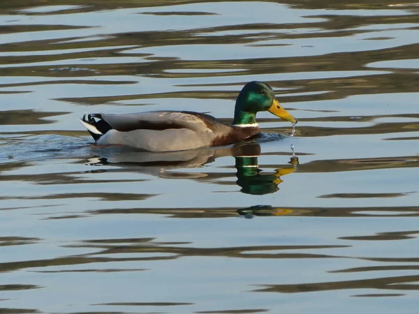 Pato Mallard Macho Nadando Água Com Reflexão — Fotografia de Stock