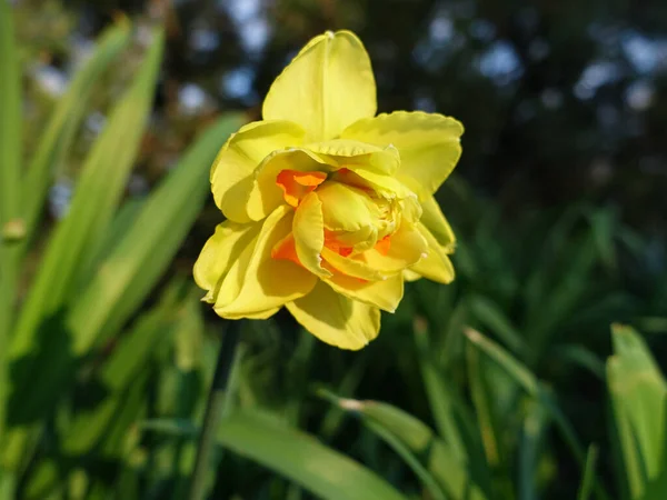 Yellow Daffodil Blooming Park Spring — Stock Photo, Image
