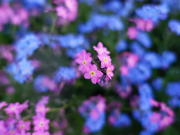 Pequenas Flores Rosa Azul Esqueça Não Pote — Fotografia de Stock