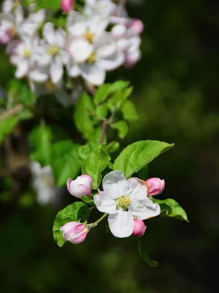 stock image Apple tree blossom over green blured background