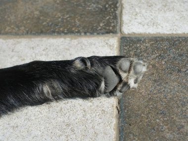 Balkon zemininde siyah beyaz fayanslarla kaplı köpek patisi.