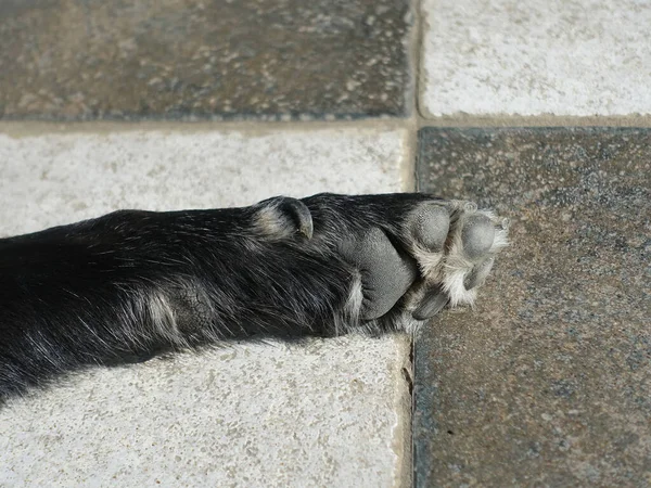 黒と白のタイルで覆われたテラスの床に犬の足 — ストック写真