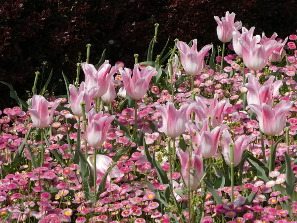 Pinkfarbene Tulpen Inmitten Vieler Winziger Blumen Auf Dem Öffentlichen Stadtplatz — Stockfoto