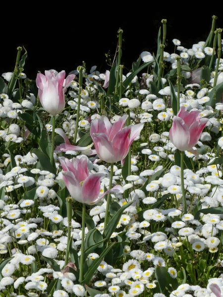 Pinkfarbene Tulpen Inmitten Vieler Winziger Weißer Blumen Auf Dem Öffentlichen — Stockfoto