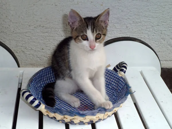 Cute Kitten Sits Wicker Basket Handles White Table Wheels — Stock Photo, Image