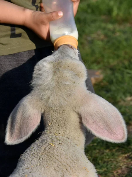 Chlapec Krmení Dítě Jehněčí Drží Láhev Mlékem — Stock fotografie