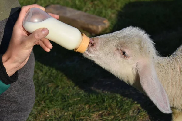 Woman Feeding Baby Lamb Holding Bottle Milk — Stockfoto