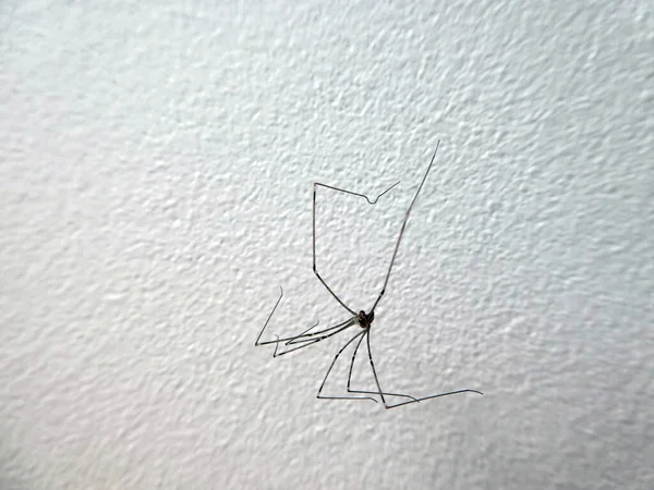 Spinne Namens Daddy Longlegs Phalangium Opilio Einer Weißen Wand — Stockfoto