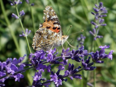 Çayırdaki çiçeğin üzerinde duran kelebek