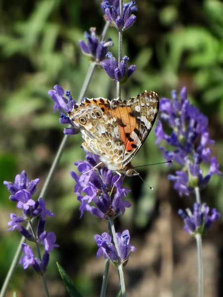 Papillon Debout Sur Fleur Dans Prairie — Photo