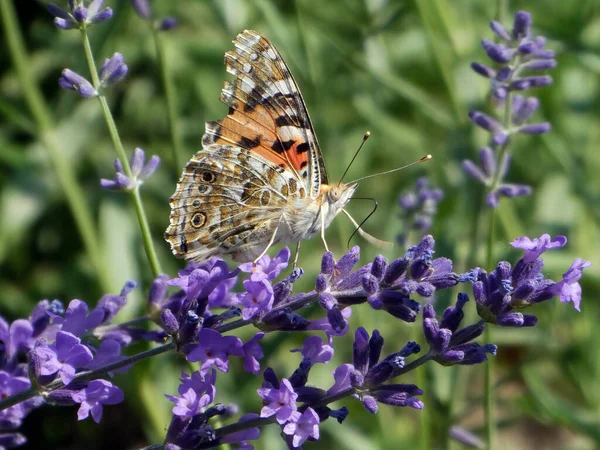 Çayırdaki çiçeğin üzerinde duran kelebek