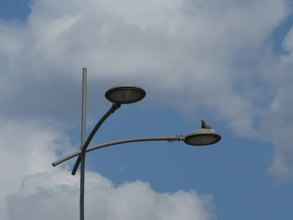 Pássaro Lâmpada Rua Com Poste Lâmpada Céu Nublado Fundo — Fotografia de Stock