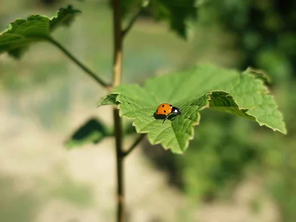 Petite Coccinelle Sur Feuille Verte — Photo