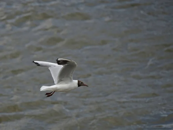 Seagull Flying River Concept Freedom — Zdjęcie stockowe