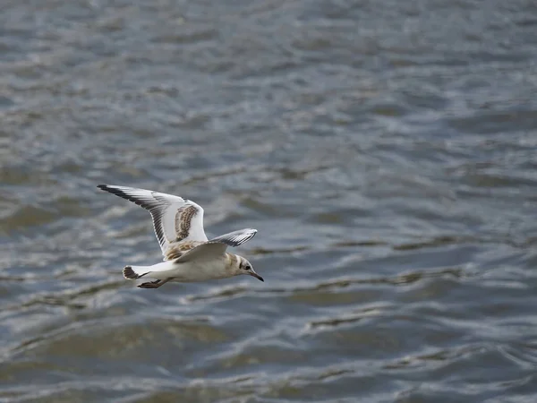 Gabbiano Che Sorvola Fiume Libertà Concetto — Foto Stock