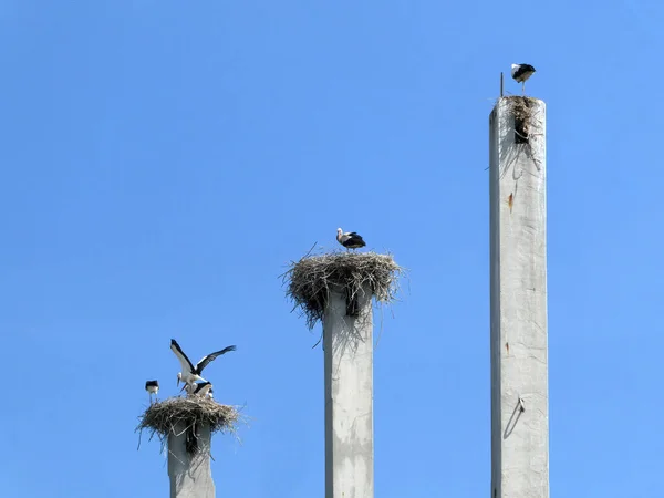 Storks Standing Three Nests Small Storks Concrete Pillar — Fotografia de Stock