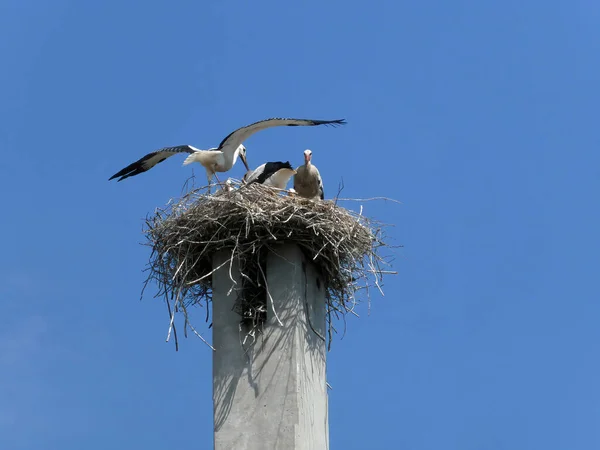 Stork Outstretched Wings Stands Nest Small Storks Concrete Pillar — Zdjęcie stockowe