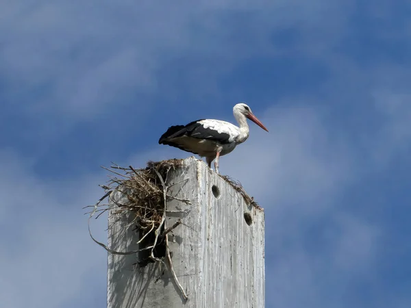 Stork Standing Nest Built Concrete Pole — Fotografia de Stock