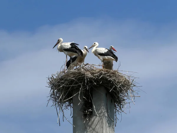 Stork Family Nest Built Concrete Pole — Fotografia de Stock