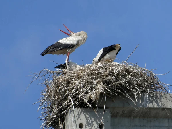 Stork Family Nest Built Concrete Pole One Stork Open Beak — Fotografia de Stock