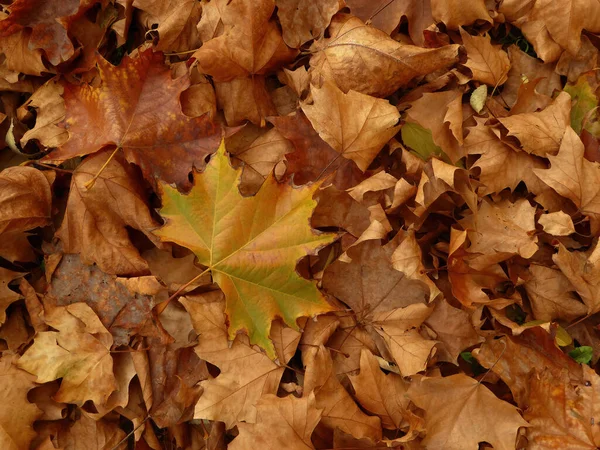 Various Shapes Colors Autumn Leaves Ground — Fotografia de Stock