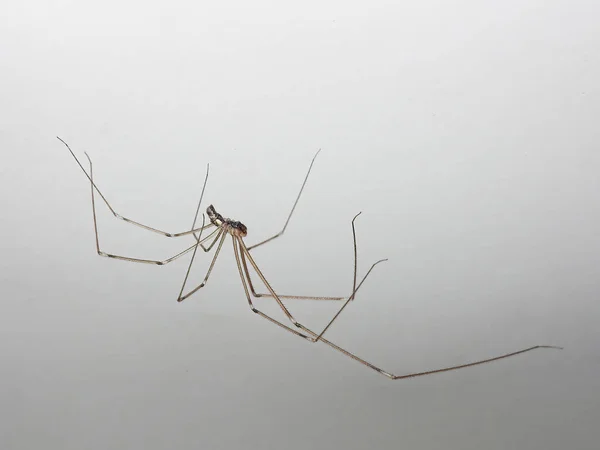 Pholcidae Also Known Cellar Spider White Wall — Stock Photo, Image